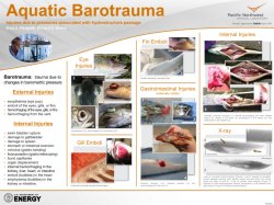 Aquatic Barotrauma